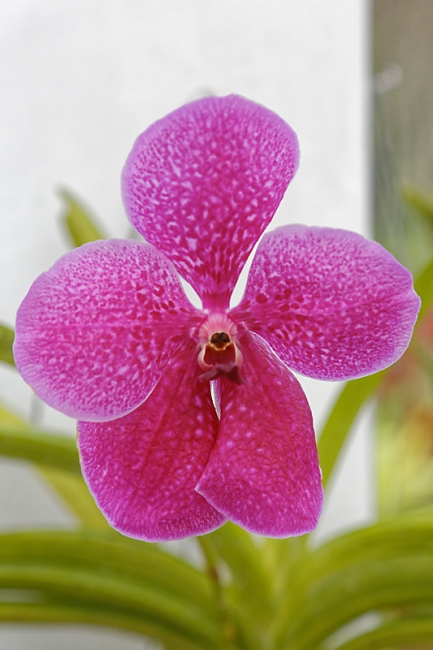 Kandy-Botanical garden-067